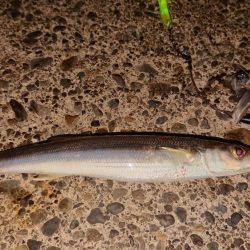 静岡県で初タチ