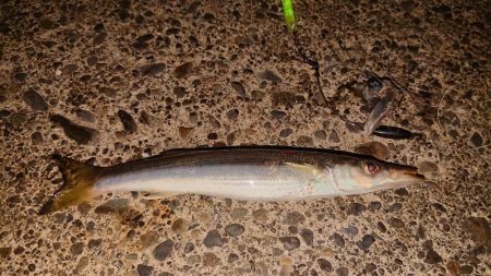 静岡県で初タチ