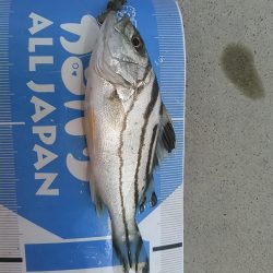 庄内湖 ハゼ釣り day2
