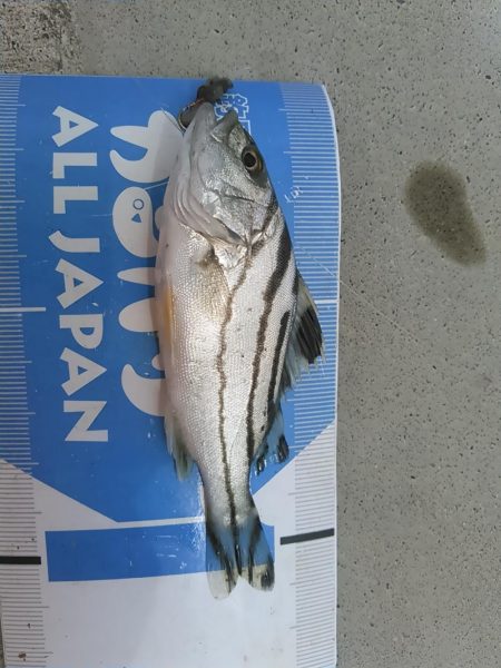庄内湖 ハゼ釣り day2