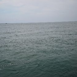 今年初アコウ！