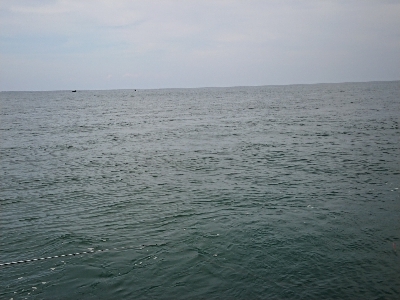 今年初アコウ！