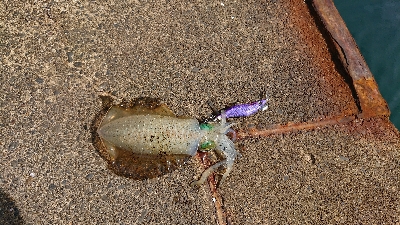 直江津ハッピーでエギング