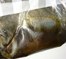 エギング釣行その29