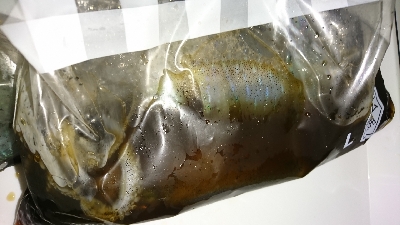 エギング釣行その29