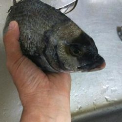 台風後クロダイ