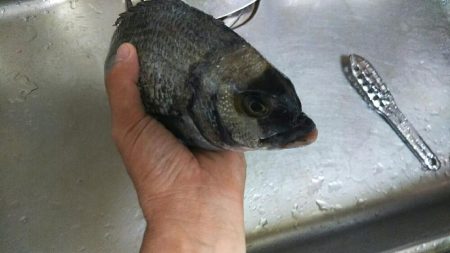 台風後クロダイ