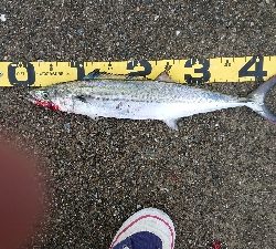 ポートアイランド