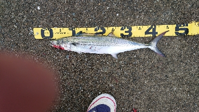 ポートアイランド