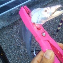 ファミリーフィッシング