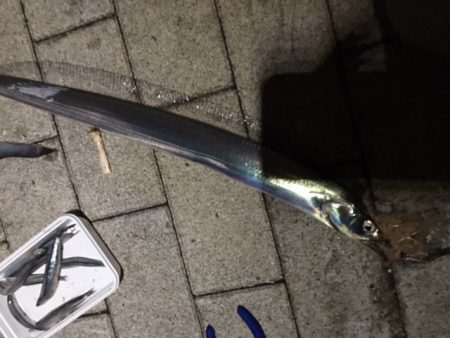 コスモスクエア　入れ食い状態