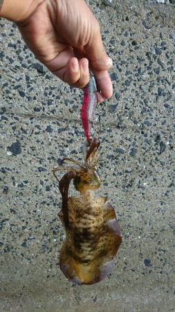 台風接近前にちょっとだけエギング