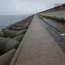 いいサイズが上がってよき