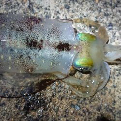 仕事終わりに出撃