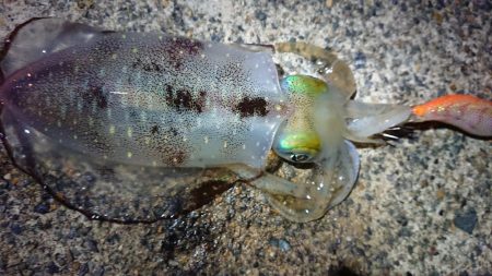 仕事終わりに出撃