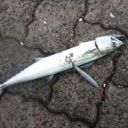 台風前の敦賀サゴシ