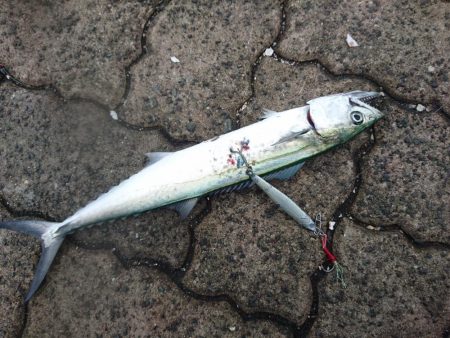 台風前の敦賀サゴシ