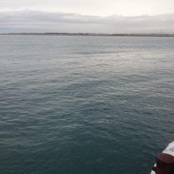 タチウオ泉大津エリアにプチ遠征