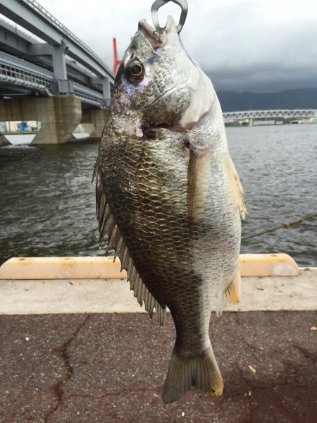 ルアー初チヌ
