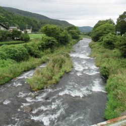 狩野川(狩野川漁業協同組合) 釣果