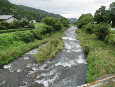 狩野川(狩野川漁業協同組合) 釣果