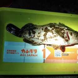 浜名湖 タケノコメバル ライトゲーム