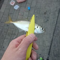 コスモスクエア釣果