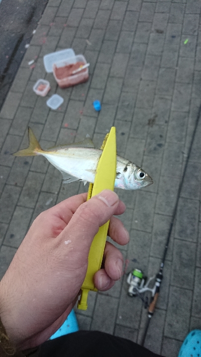 コスモスクエア釣果