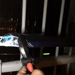 コスモスクエア　入れ食い状態