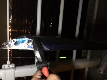 コスモスクエア　入れ食い状態