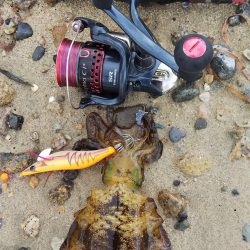 今朝のエギング釣果