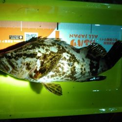 浜名湖 タケノコメバル ライトゲーム