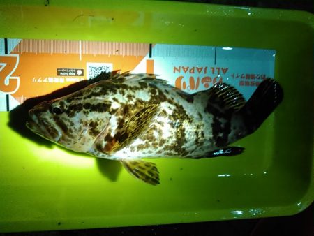 浜名湖 タケノコメバル ライトゲーム