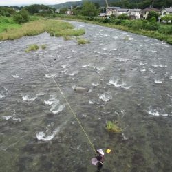 狩野川(狩野川漁業協同組合) 釣果
