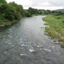 狩野川(狩野川漁業協同組合) 釣果