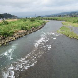 狩野川(狩野川漁業協同組合) 釣果