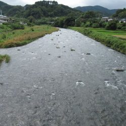 狩野川(狩野川漁業協同組合) 釣果