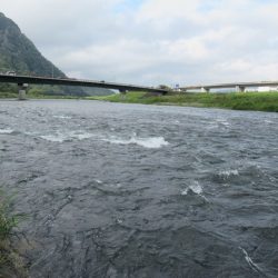 狩野川(狩野川漁業協同組合) 釣果