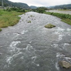 狩野川(狩野川漁業協同組合) 釣果