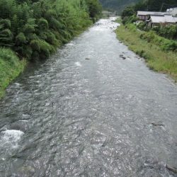 狩野川(狩野川漁業協同組合) 釣果