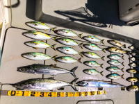 オーシャンマスター 釣果