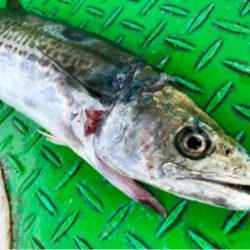 利弥丸（としやまる） 釣果