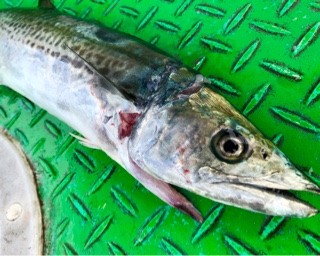 利弥丸（としやまる） 釣果