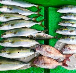 利弥丸（としやまる） 釣果