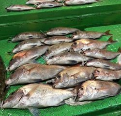 利弥丸（としやまる） 釣果