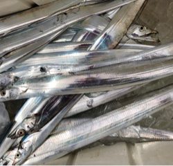 利弥丸（としやまる） 釣果