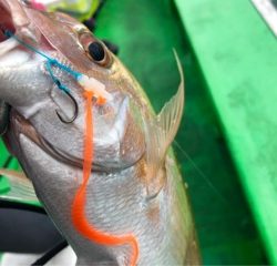 利弥丸（としやまる） 釣果