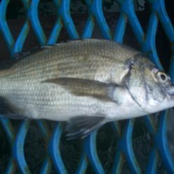 オリジナルメーカー海づり公園(市原市海づり施設) 釣果