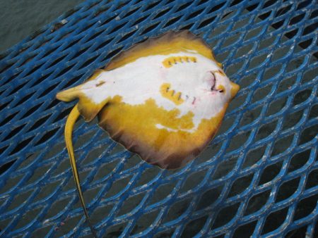 オリジナルメーカー海づり公園(市原市海づり施設) 釣果