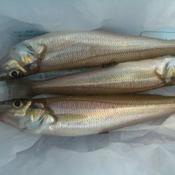 オリジナルメーカー海づり公園(市原市海づり施設) 釣果